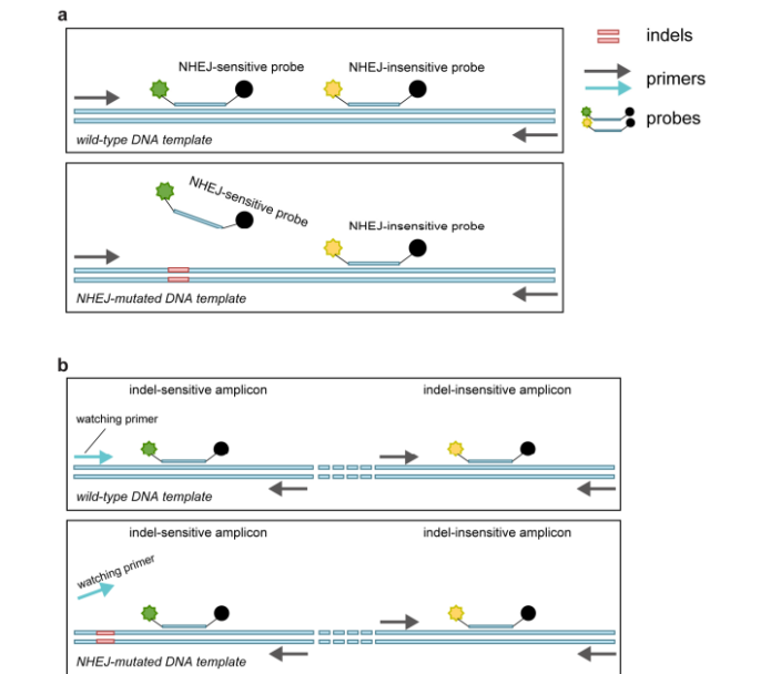 A Digital PCR Method Based on Highly Specific Taq for Detecting Gene Editing and Mutations