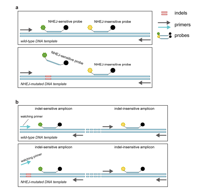 A Digital PCR Method Based on Highly Specific Taq for Detecting Gene Editing and Mutations